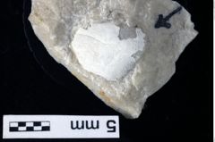 Foto (Detailansicht) von Goniodromites sp. (NHMW-GEO-1990-0041-0373)